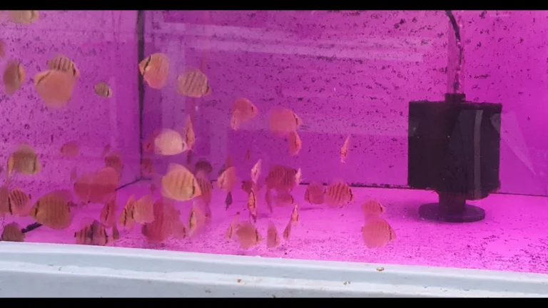 Use of Potassium Permanganate to Control External Infections of Ornamental Fish